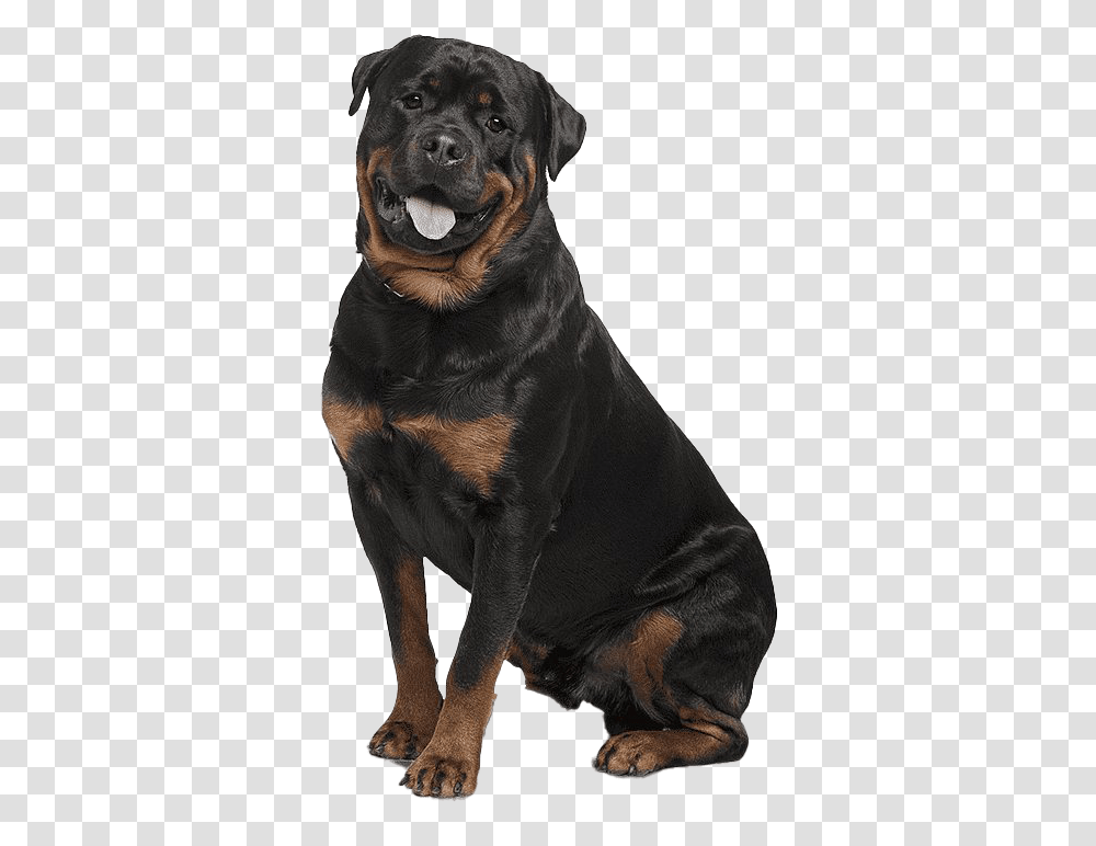 Rottweiler 7 Image German Shepherd Angry And Rottweiler, Dog, Pet, Canine, Animal Transparent Png