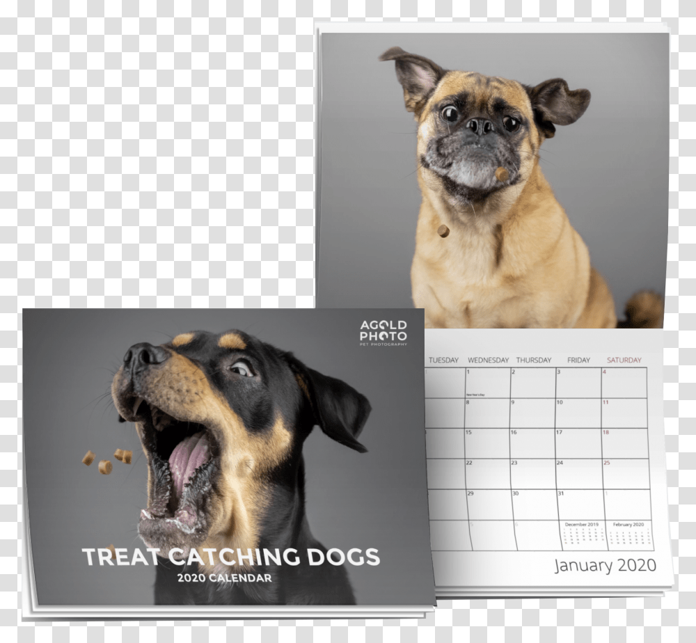 Rottweiler, Dog, Pet, Canine, Animal Transparent Png