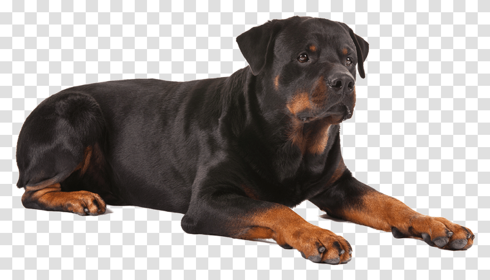 Rottweiler, Dog, Pet, Canine, Animal Transparent Png