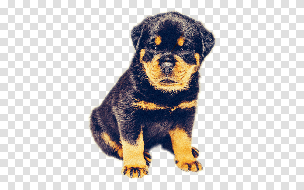 Rottweiler Dog, Puppy, Pet, Canine, Animal Transparent Png