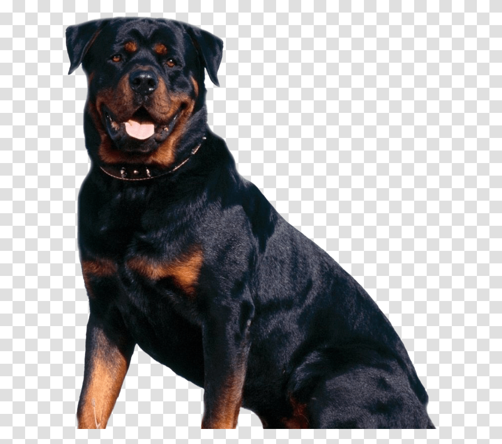 Rottweiler Dog Rottweiler, Pet, Canine, Animal, Mammal Transparent Png