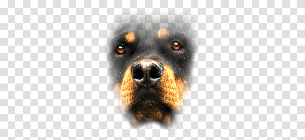 Rottweiler Face Rottweiler Face, Snout, Dog, Pet, Canine Transparent Png