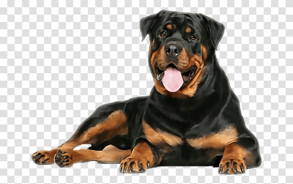 Rottweiler Free Download Rottweiler, Dog, Pet, Canine, Animal Transparent Png
