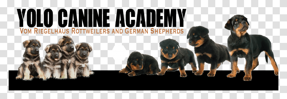 Rottweiler German Shepherd Puppies, Animal, Mammal, Wildlife, Dog Transparent Png