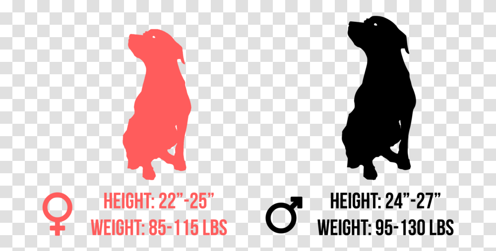 Rottweiler Guard Dog, Silhouette, Poster, Advertisement Transparent Png