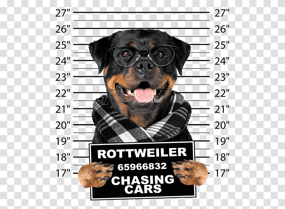 Rottweiler Hoodie, Mammal, Animal, Canine, Pet Transparent Png