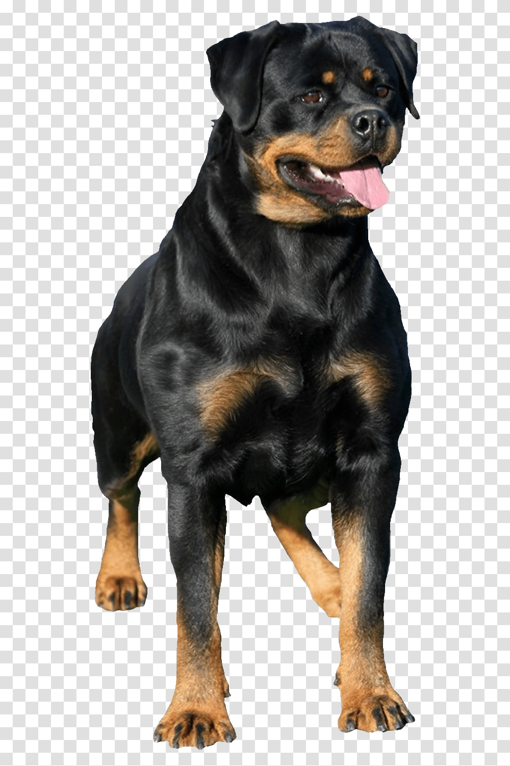 Rottweiler Images Rottweiler, Dog, Pet, Canine, Animal Transparent Png