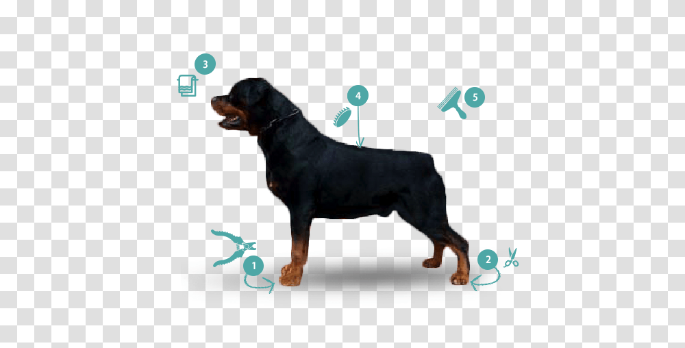 Rottweiler Know Your Breed Dawgz Grooming More, Dog, Pet, Canine, Animal Transparent Png