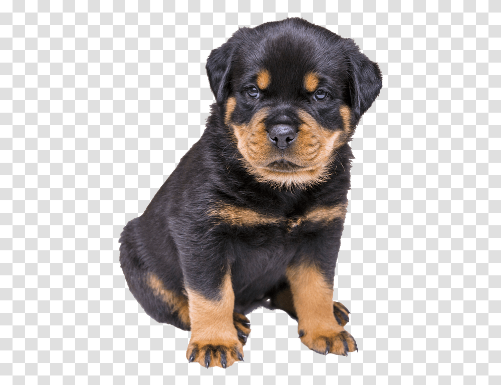 Rottweiler Puppy, Dog, Pet, Canine, Animal Transparent Png