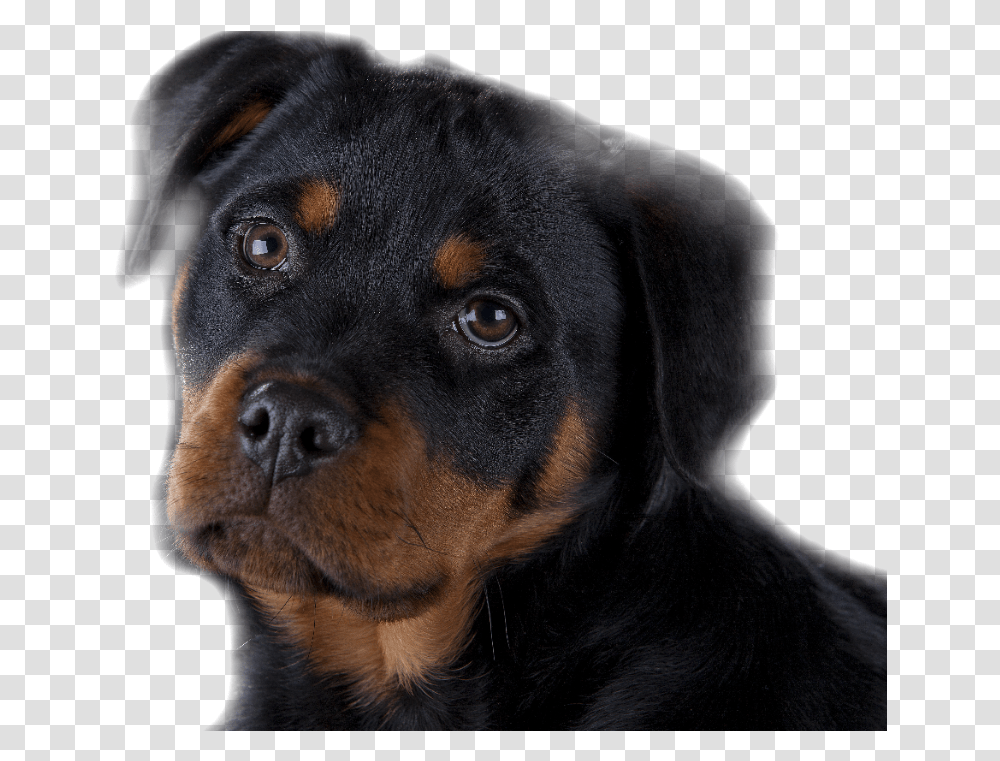 Rottweiler Puppy Training Brisbane Rottweiler, Dog, Pet, Canine, Animal Transparent Png