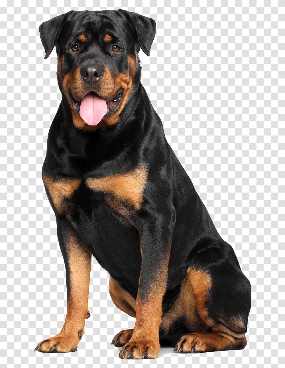Rottweiler White Background, Dog, Pet, Canine, Animal Transparent Png