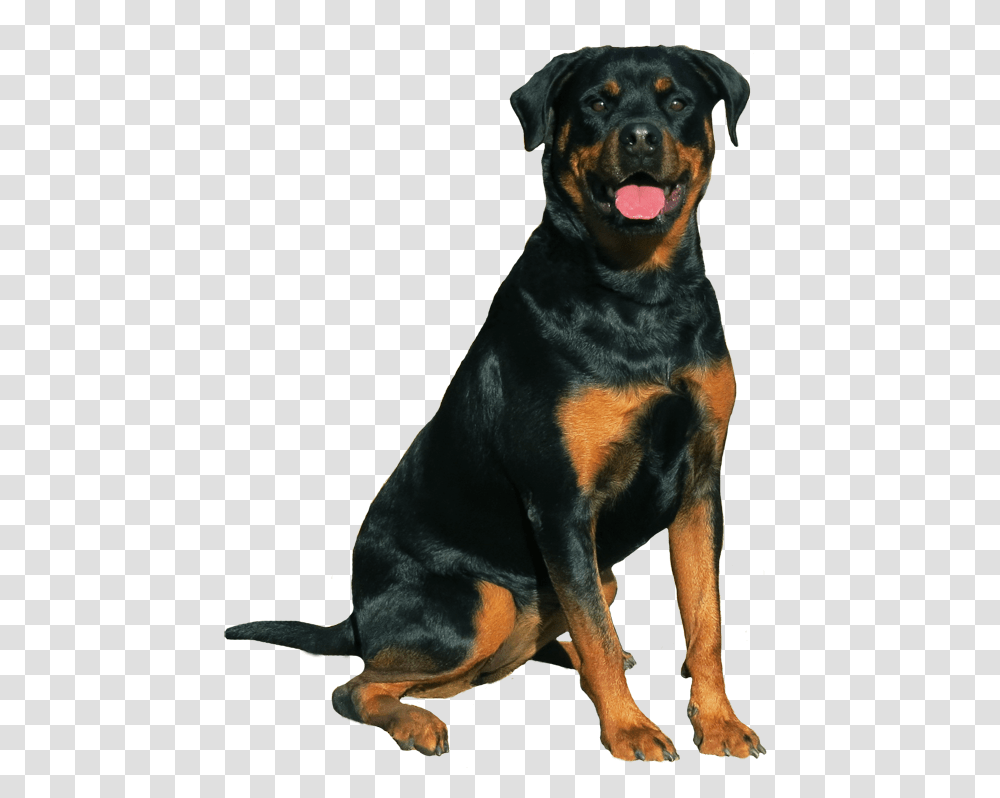 Rottweiler Working Breeding Association, Dog, Pet, Canine, Animal Transparent Png