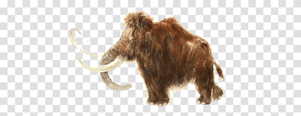 Rouffignac Cave Woolly Mammoth African Elephant Stone Elephant, Animal, Mammal, Wildlife, Buffalo Transparent Png