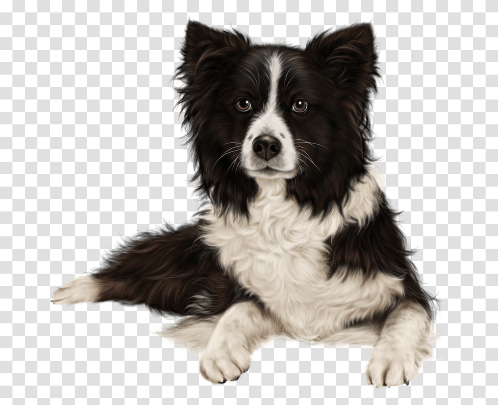 Rough Collie Border Collie Puppy Sheltie Australian Border Collie Background, Dog, Pet, Canine, Animal Transparent Png