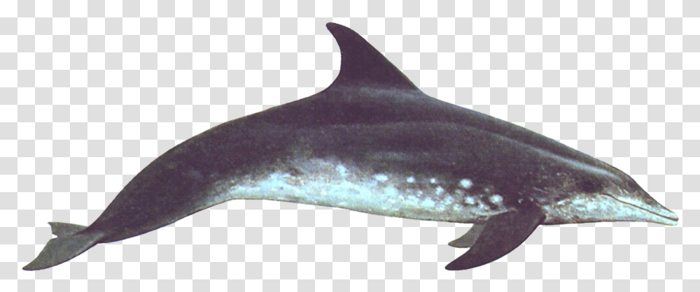 Rough Toothed Dolphin Rough Toothed Dolphin, Sea Life, Animal, Mammal Transparent Png