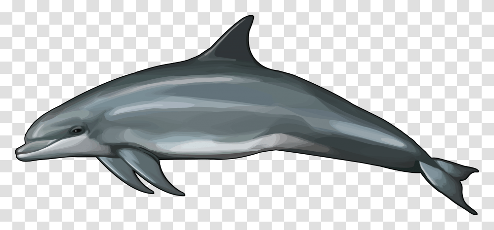 Rough Toothed Dolphin Size, Shark, Sea Life, Fish, Animal Transparent Png