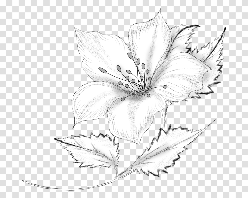 Roula Kantaridou Flowers Vector Flower Pencil Sketch, Plant, Blossom, Bird, Animal Transparent Png