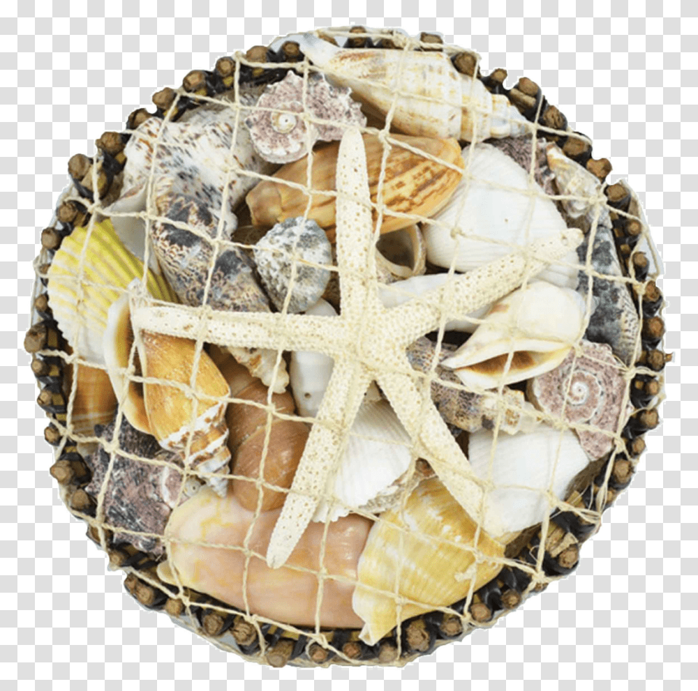Round Botay Shell Pack Amp White Star Starfish, Sweets, Food, Sea Life, Animal Transparent Png