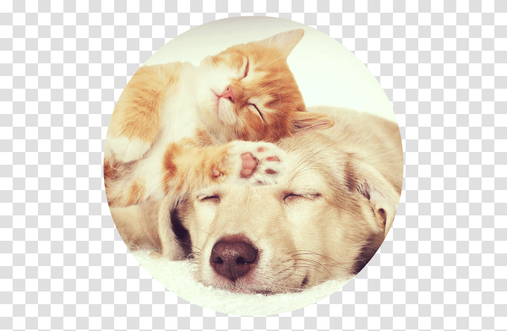 Round Dog And Cat Sleeping Cat And Dog, Pet, Mammal, Animal, Canine Transparent Png