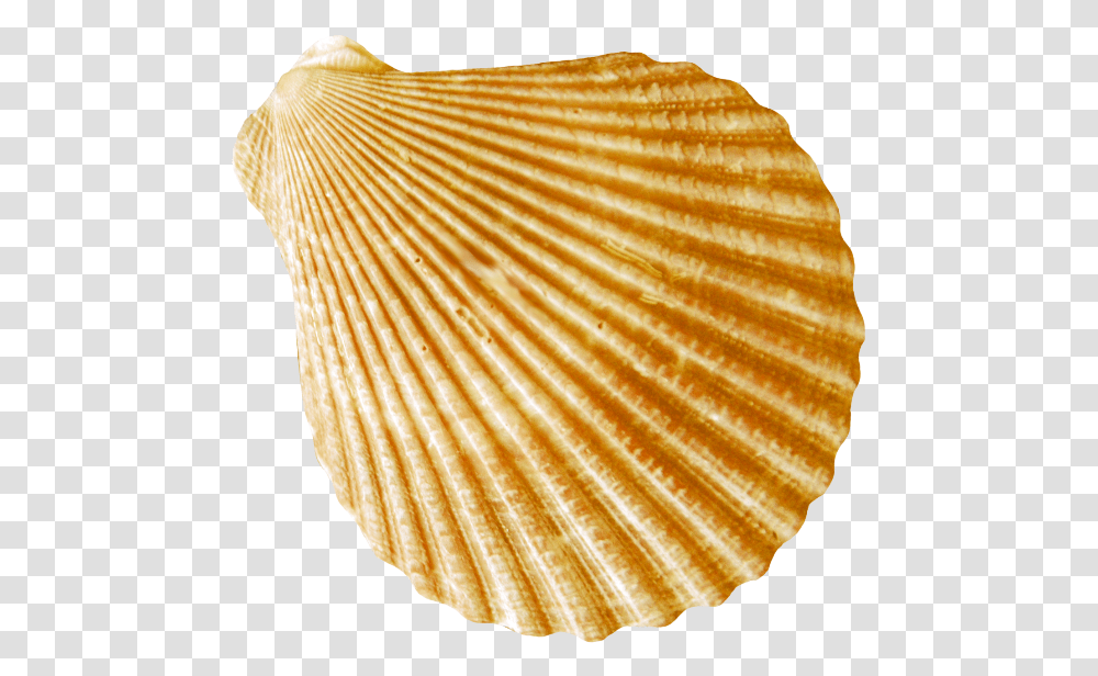 Round Flat Gold Striped Conch Images Rakushki Morskie, Clam, Seashell, Invertebrate, Sea Life Transparent Png