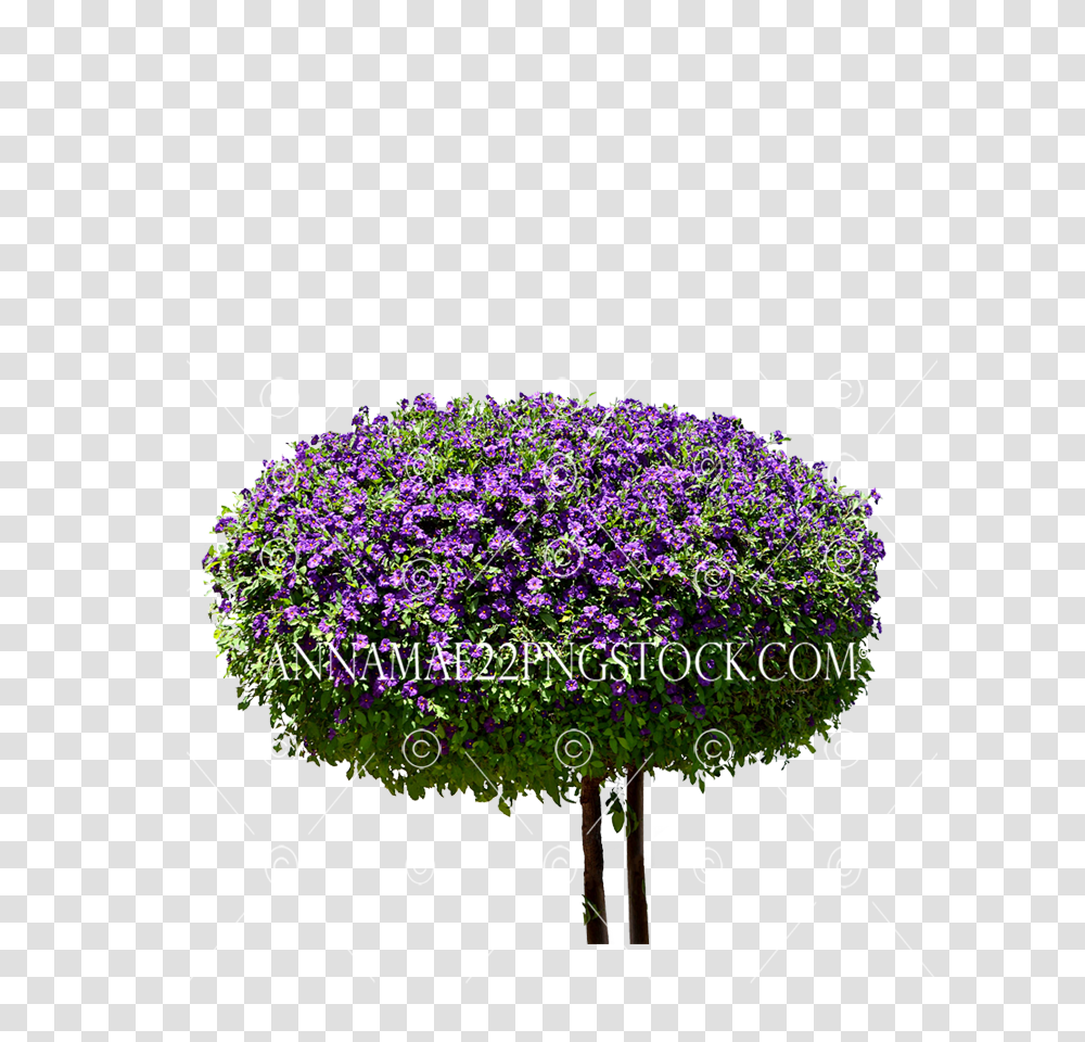 Round Purple Bush Tree Stock Large Pericallis, Plant, Geranium, Flower, Blossom Transparent Png