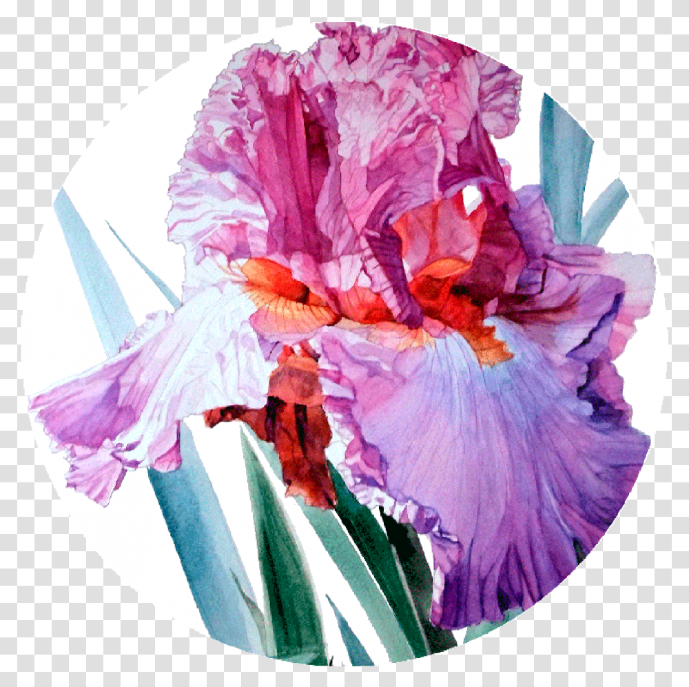 Round Ready To Hang Modern Art From Http Greta Corens Art, Plant, Flower, Blossom, Iris Transparent Png