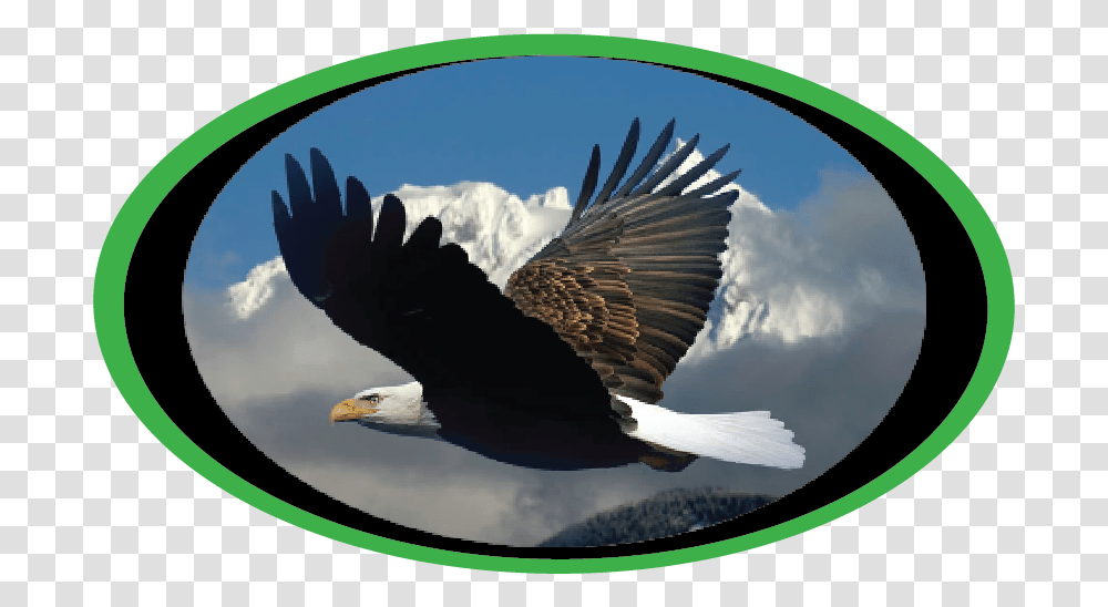 Round Tooth Logo Military Industrial Complex Meme, Eagle, Bird, Animal, Bald Eagle Transparent Png