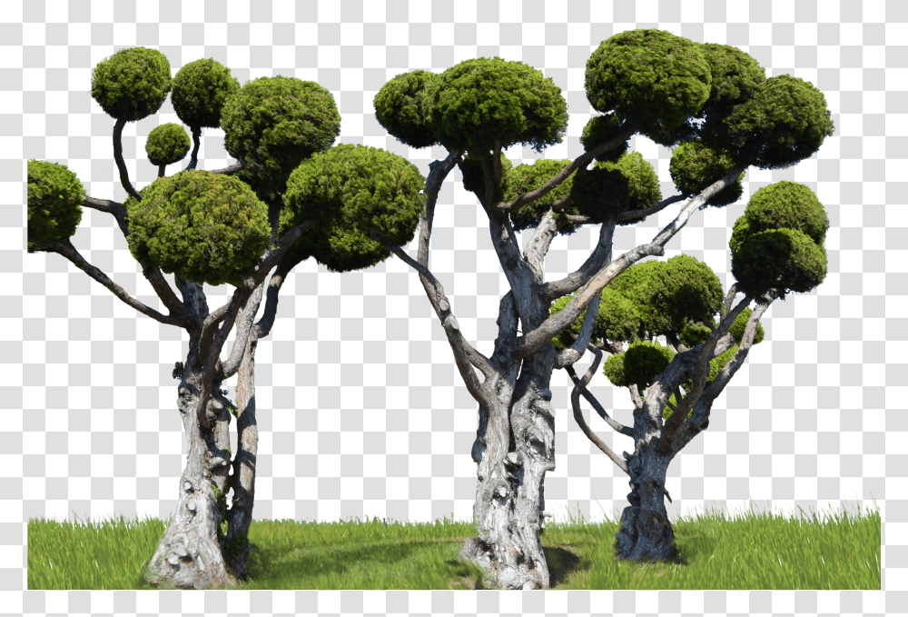 Round Tree Forest Stock In Landscape 0007 By Annamae22 Forest Pic Transparent Png