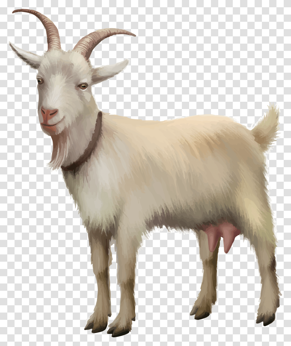 Rove Goat Sheep Stock Photography Goat, Mammal, Animal, Mountain Goat, Wildlife Transparent Png
