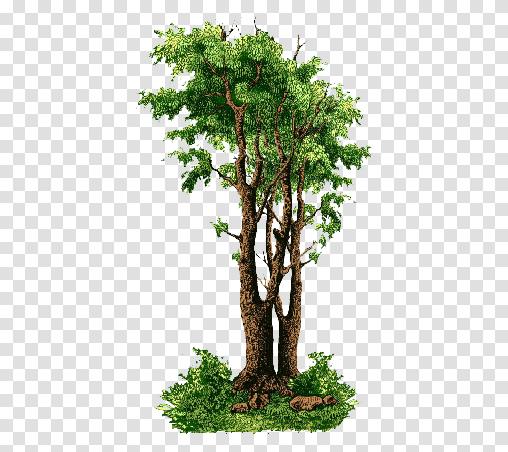 Row Of Trees, Plant, Conifer, Tree Trunk, Fir Transparent Png