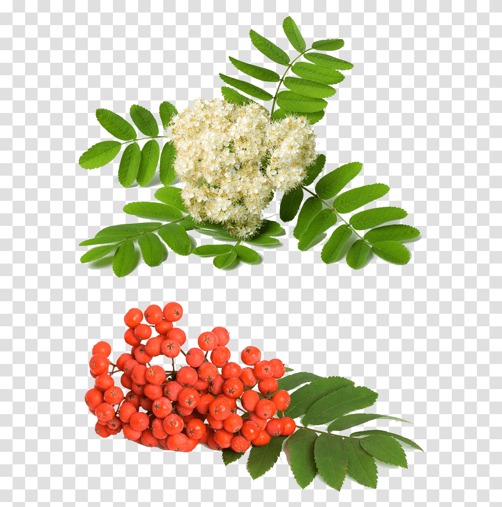 Rowan Berries And Flowers, Plant, Bush, Vegetation, Leaf Transparent Png