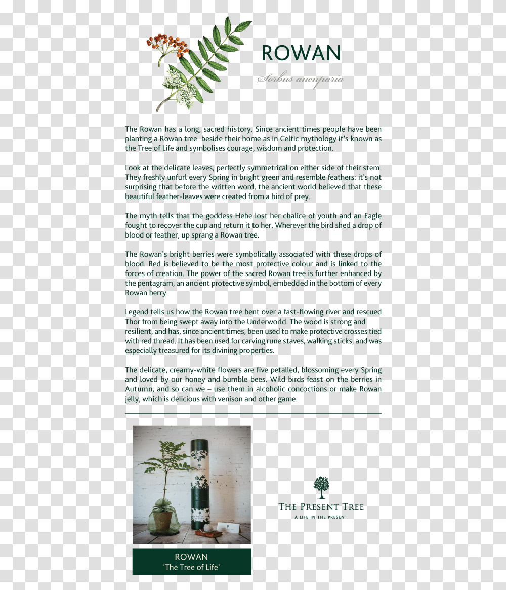 Rowan Name Meaning, Paper, Page, Flyer Transparent Png