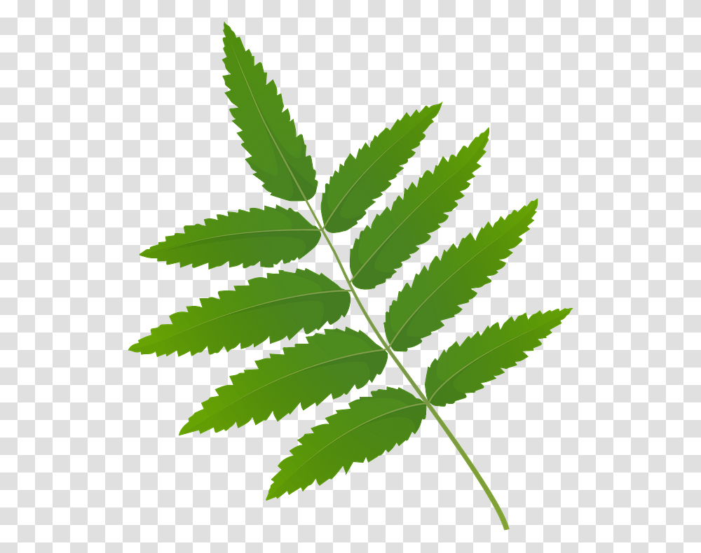 Rowan Tree Green Leaf Clipart Free Download Rowan Tree Leaves Clip Art, Plant Transparent Png