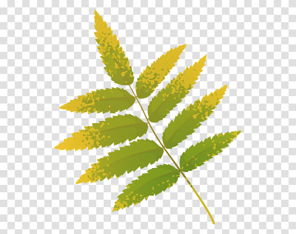 Rowan Tree Yellow Leaf Clipart Free Download Rowan Tree Leaves Clip Art, Plant, Fern, Green Transparent Png