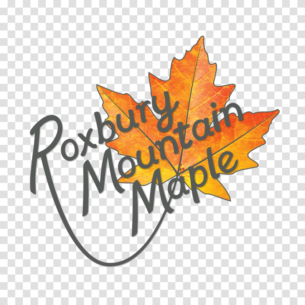 Roxbury Mountain Maple, Leaf, Plant, Maple Leaf, Tree Transparent Png