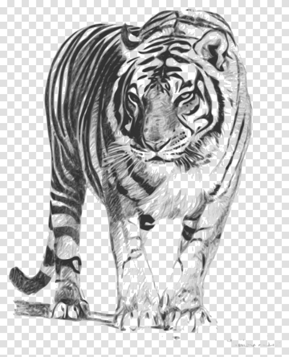 Royal Bengal Tiger Sketch, Drawing, Wildlife, Animal Transparent Png