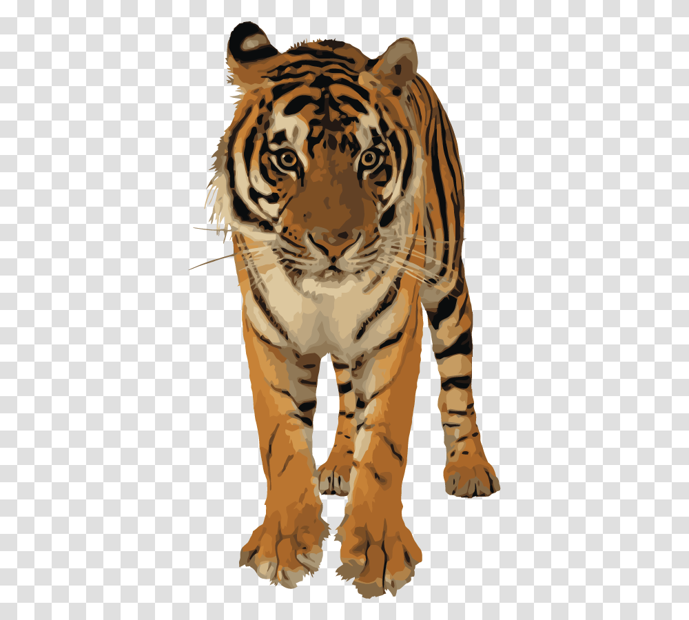 Royal Bengal Tiger, Wildlife, Mammal, Animal, Zebra Transparent Png