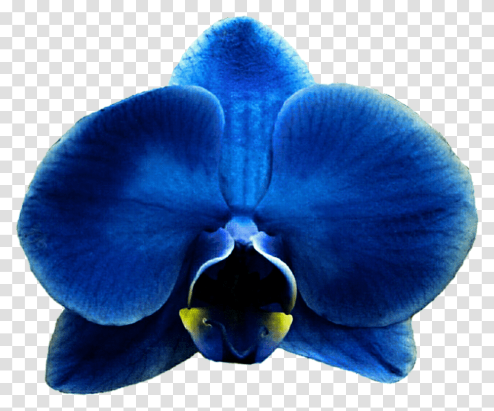 Royal Blue Flower Clipart Free Download Eletragesi Orchids, Plant, Blossom, Iris Transparent Png