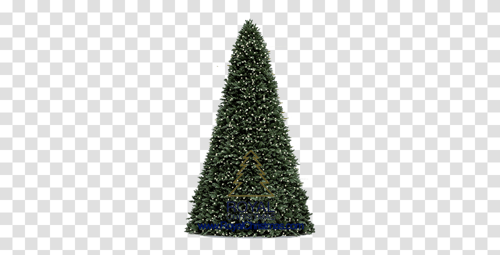 Royal Christmas, Christmas Tree, Ornament, Plant, Pine Transparent Png