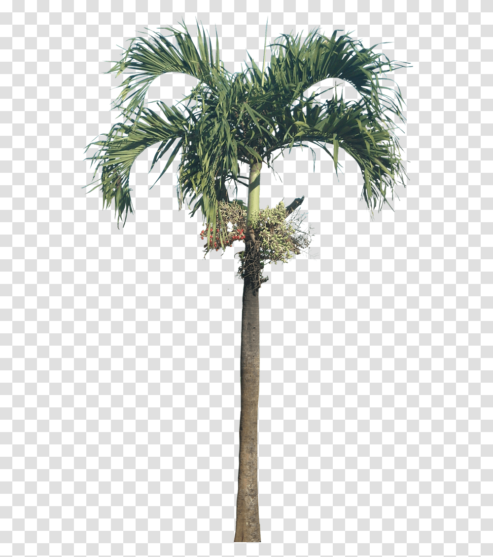 Royal Palm Picture 791971 Betal Nut Tree, Plant, Cross, Symbol, Palm Tree Transparent Png