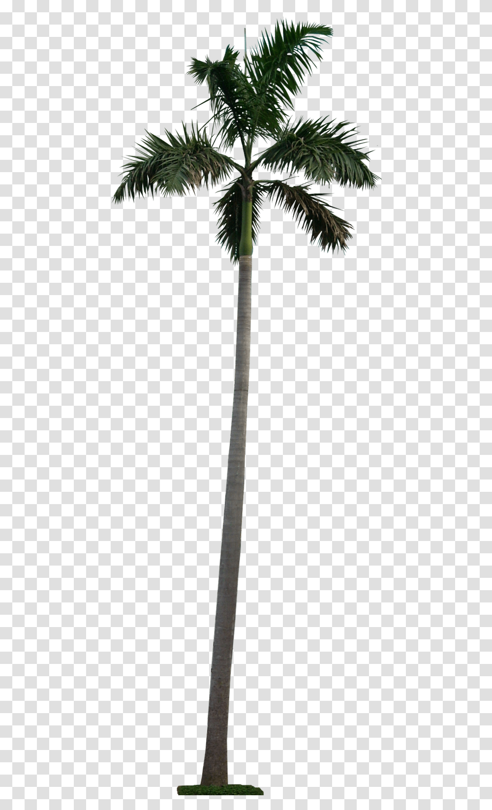 Royal Palm Tree Galleryhip Palm Tree Cutout, Plant, Arecaceae, Symbol, Lamp Post Transparent Png