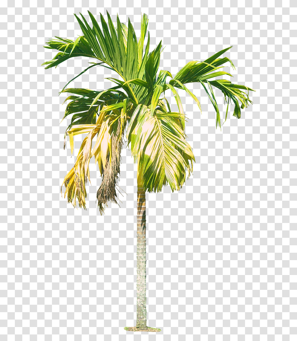 Royal Palm Tree Hd Areca Nut Tree, Plant, Arecaceae, Leaf Transparent Png
