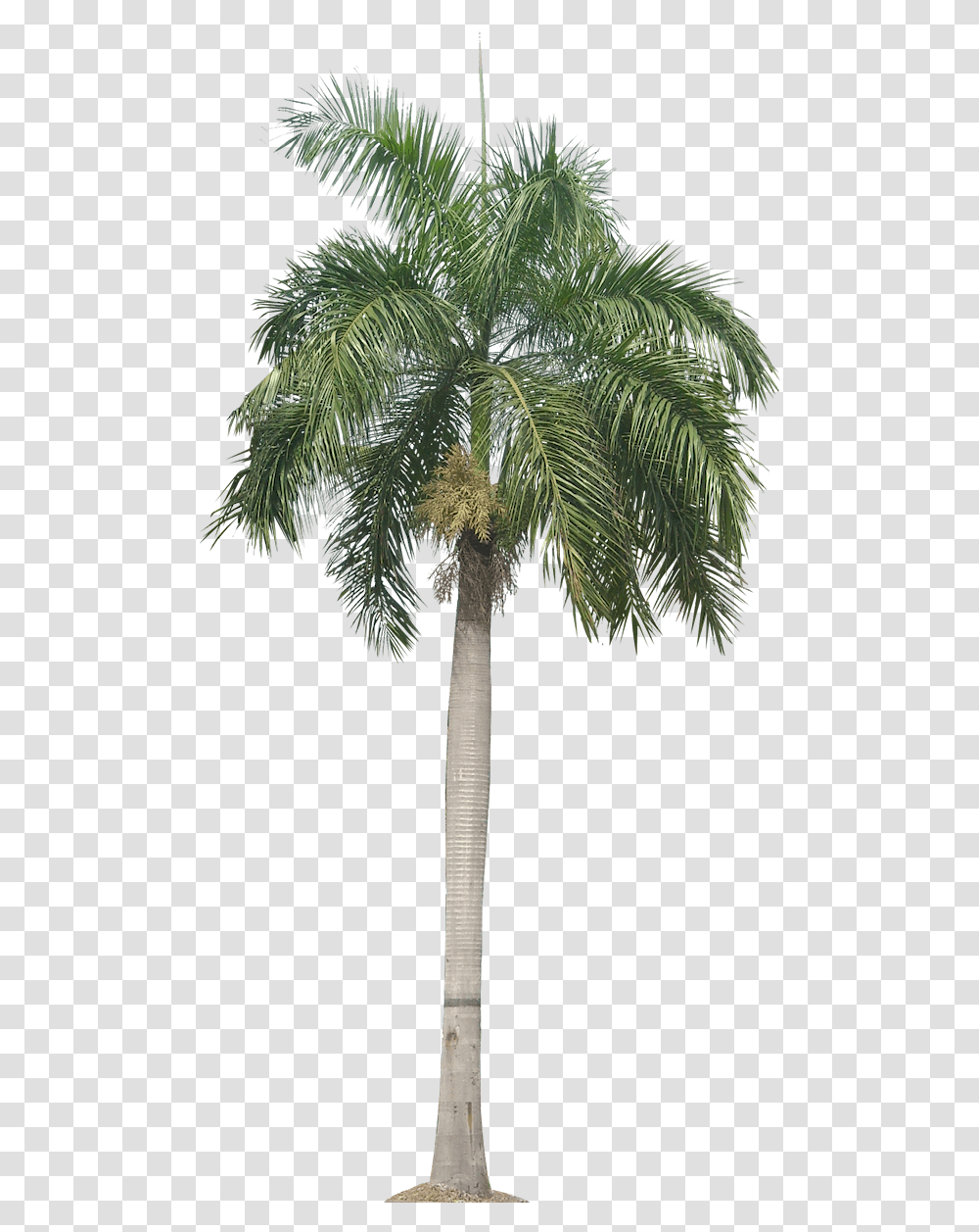 Royal Palm Tree, Plant, Arecaceae, Cross, Symbol Transparent Png