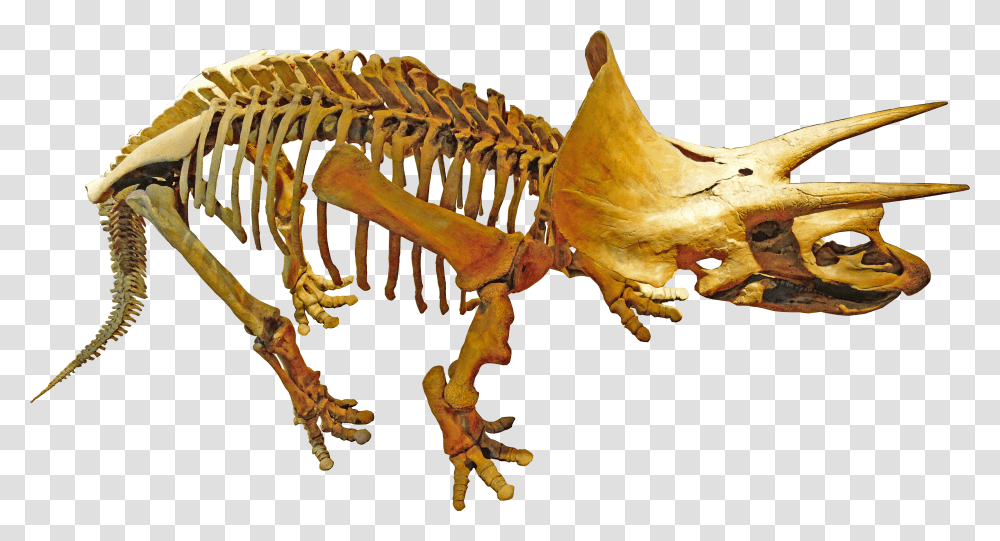 Royal Tyrrell Palaeontology Transparent Png