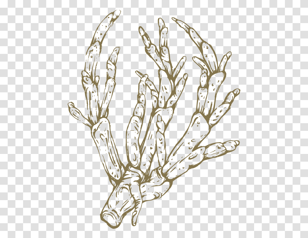 Royalty Free Asparagus Drawing Sketch, Plant, Tree, Grain, Produce Transparent Png