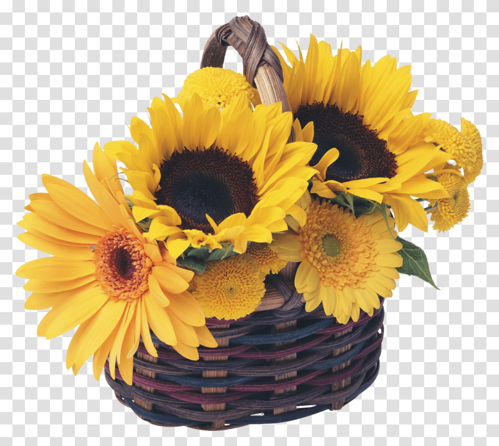 Royalty Free Basket Common Sunflower Garden Sunflower Basket, Plant, Blossom, Flower Arrangement, Flower Bouquet Transparent Png