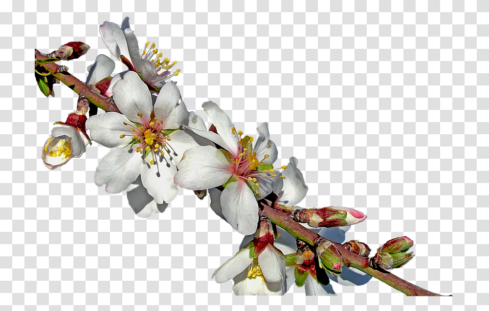 Royalty Free Free Illustrations Almond Branch In Almond Branch In Bloom, Plant, Flower, Blossom, Pollen Transparent Png