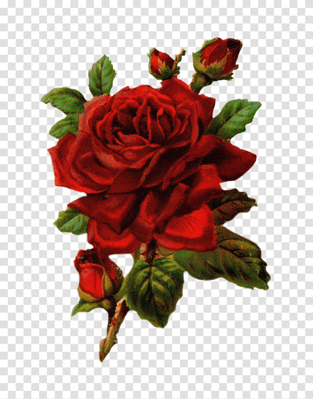 Royalty Free Large Red Rose Graphic Transparent Png