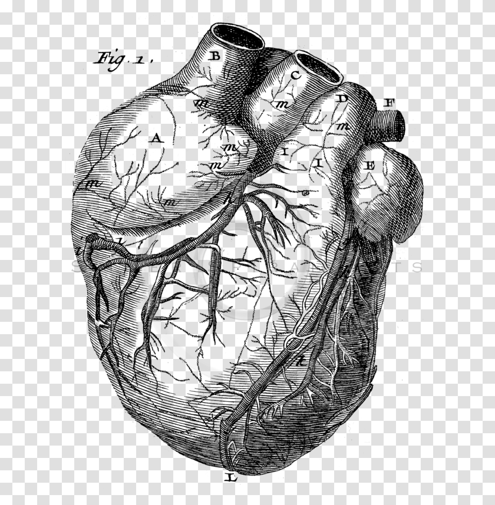 Royalty Free Stock Vintage Illustrations Photo Keywords Old Anatomy Drawing Heart, Spiral, Ring, Jewelry, Accessories Transparent Png