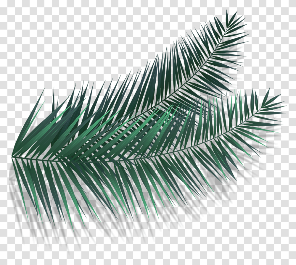 Roystonea, Green, Plant, Leaf, Fern Transparent Png